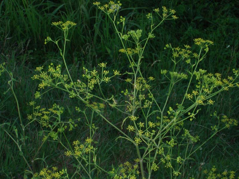 Pianta vescicante - Pastinaca sativa